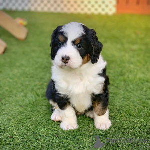 Zdjęcie №2 do zapowiedźy № 138114 na sprzedaż  berneński pies pasterski - wkupić się USA hodowca