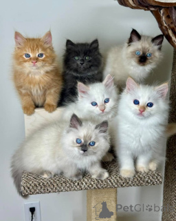 Zdjęcie №1. kot syberyjski - na sprzedaż w Aarbergen | negocjowane | Zapowiedź № 158806