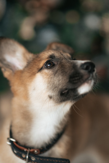 Zdjęcie №1. pies nierasowy - na sprzedaż w Cherepovets | Bezpłatny | Zapowiedź №4468