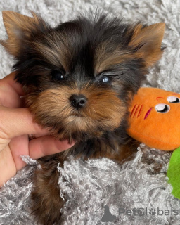 Zdjęcie №3. Mam do sprzedania uroczego szczeniaka rasy Yorkshire Terrier. Niemcy