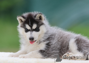 Zdjęcie №2 do zapowiedźy № 172134 na sprzedaż  husky syberyjski - wkupić się Francja 