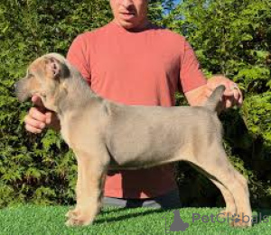 Zdjęcie №2 do zapowiedźy № 162777 na sprzedaż  cane corso - wkupić się Kanada prywatne ogłoszenie, hodowca