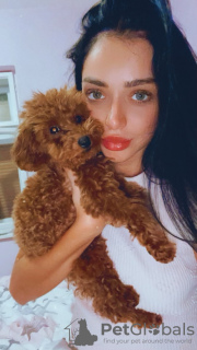 Zdjęcie №2 do zapowiedźy № 129109 na sprzedaż  pudel (zabawka) - wkupić się Serbia hodowca