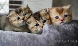 Zdjęcie №1. munchkin - na sprzedaż w Monachium | negocjowane | Zapowiedź № 161176