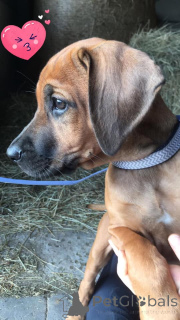 Zdjęcie №1. rhodesian ridgeback - na sprzedaż w Sprimont | 7893zł | Zapowiedź №142033