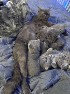 Zdjęcie №4. Sprzedam kot brytyjski krótkowłosy w Potsdam-Mittelmark. prywatne ogłoszenie - cena - 2392zł