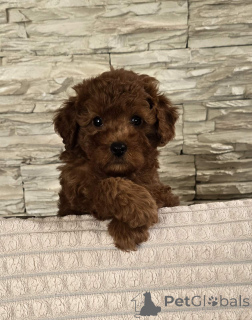 Zdjęcie №2 do zapowiedźy № 141171 na sprzedaż  pudel (zabawka) - wkupić się Serbia 