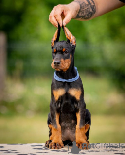 Zdjęcie №3. Doberman szczenięta. Serbia