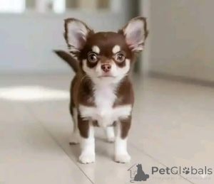 Zdjęcie №1. chihuahua (rasa psów) - na sprzedaż w Esens | negocjowane | Zapowiedź №165372