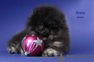 Zdjęcie №3. szczeniak pomorski. Federacja Rosyjska