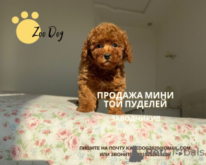 Zdjęcie №3. Katarzyna Burłaczenko. Niemcy