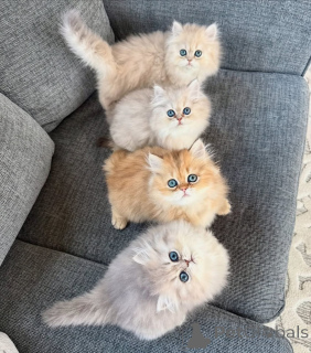 Zdjęcie №1. perskie - na sprzedaż w Alpbach | negocjowane | Zapowiedź № 161158