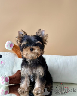 Zdjęcie №3. Sophie elegancja otulona futrem i pełna miłości. Islandia