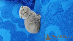 Zdjęcie №1. scottish fold - na sprzedaż w Lisbon | negocjowane | Zapowiedź № 126874