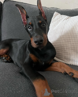 Zdjęcie №3. Doberman szczeniaka czysto-hodowl. Niemcy