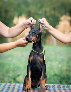 Zdjęcie №4. Sprzedam doberman w Belgrad.  - cena - negocjowane