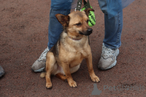 Zdjęcie №4. Sprzedam pies nierasowy w Petersburg. prywatne ogłoszenie - cena - Bezpłatny