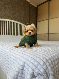 Zdjęcie №3. Sprzedam piękne szczenięta Maltipoo. Biznesowy WhatsApp 4915781334108. Litwa