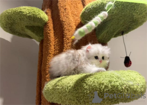 Zdjęcie №2 do zapowiedźy № 153202 na sprzedaż  minuet krótkie włosy - wkupić się Niemcy 