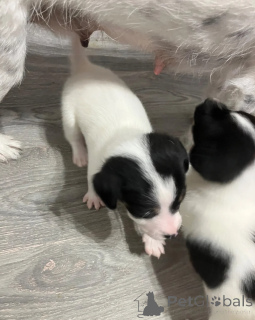 Zdjęcie №1. jack russell terrier - na sprzedaż w Contern | 2870zł | Zapowiedź №172230
