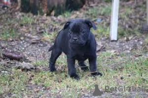 Zdjęcie №2 do zapowiedźy № 166961 na sprzedaż  staffordshire bull terrier - wkupić się Francja prywatne ogłoszenie, hodowca