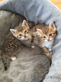 Zdjęcie №1. ceylon cat - na sprzedaż w Aizlingen | 1435zł | Zapowiedź № 157793