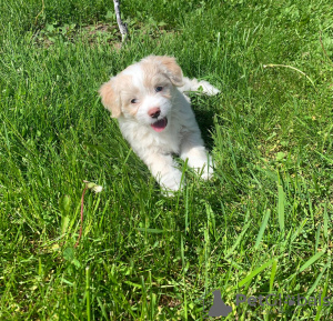 Zdjęcie №2 do zapowiedźy № 20360 na sprzedaż  maltipu - wkupić się Federacja Rosyjska prywatne ogłoszenie