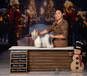 Zdjęcie №2. Usługi krycia yorkshire terrier biewer. Cena - negocjowane