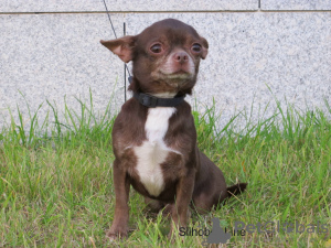 Zdjęcie №3. Dorosły chłopiec Chihuahua. Federacja Rosyjska
