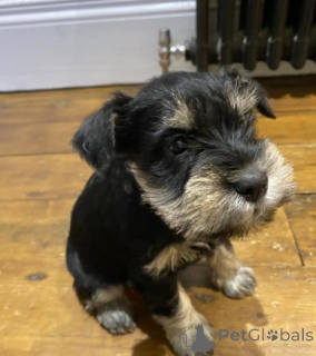 Zdjęcie №2 do zapowiedźy № 160016 na sprzedaż  owczarek niemiecki - wkupić się Łotwa prywatne ogłoszenie