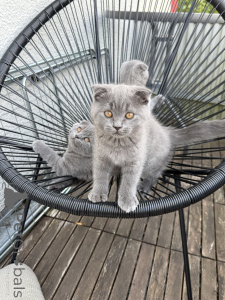 Zdjęcie №1. scottish fold - na sprzedaż w Kaiserslautern | 1674zł | Zapowiedź № 174071