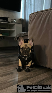 Zdjęcie №2. Produkty dla zwierząt w USA. Price - negocjowane. Zapowiedź № 134480