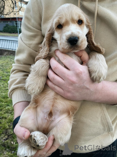 Zdjęcie №2 do zapowiedźy № 159409 na sprzedaż  cocker spaniel amerykański - wkupić się Niemcy prywatne ogłoszenie