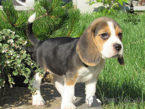 Zdjęcie №2 do zapowiedźy № 10834 na sprzedaż  beagle (rasa psa) - wkupić się Ukraina od żłobka