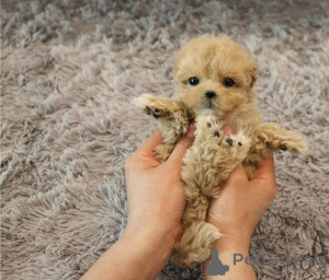 Zdjęcie №1. maltipu - na sprzedaż w Stolica Arrondisman de Brussels | negocjowane | Zapowiedź №155708