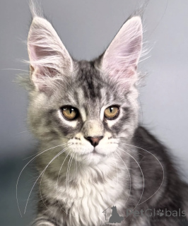 Zdjęcie №1. maine coon - na sprzedaż w Baden-Baden | 4736zł | Zapowiedź № 163663