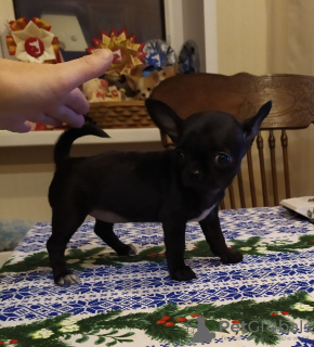 Dodatkowe zdjęcia: Chihuahua