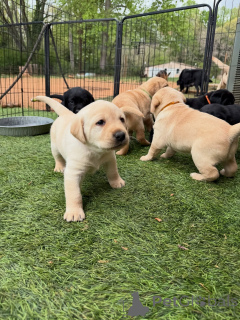 Zdjęcie №2 do zapowiedźy № 171287 na sprzedaż  labrador retriever - wkupić się Niemcy hodowca