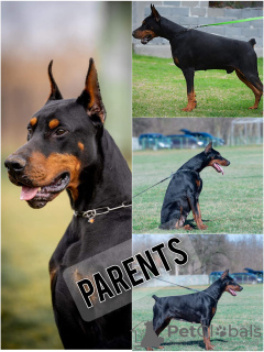 Zdjęcie №2 do zapowiedźy № 113900 na sprzedaż  doberman - wkupić się Serbia 