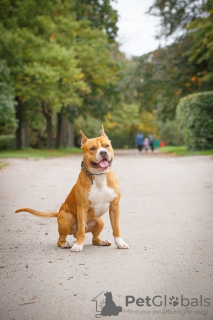 Zdjęcie №3. Szczenięta Staffordshire Terrier. Federacja Rosyjska