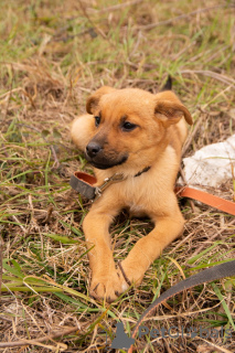 Zdjęcie №1. pies nierasowy - na sprzedaż w Soczi | Bezpłatny | Zapowiedź №9971