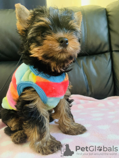 Zdjęcie №1. yorkshire terrier - na sprzedaż w Berlin | 1465zł | Zapowiedź №103527