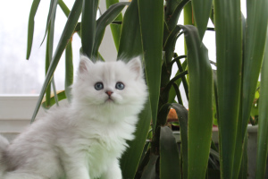 Zdjęcie №2 do zapowiedźy № 2312 na sprzedaż  kot brytyjski długowłosy - wkupić się Federacja Rosyjska od żłobka