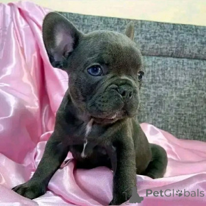 Zdjęcie №4. Sprzedam  w Brugelette.  - cena - Bezpłatny