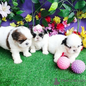 Zdjęcie №1. shih tzu - na sprzedaż w Trier | 2392zł | Zapowiedź №130061