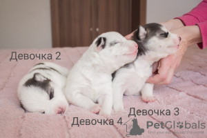 Zdjęcie №2 do zapowiedźy № 9448 na sprzedaż  husky syberyjski - wkupić się Ukraina 