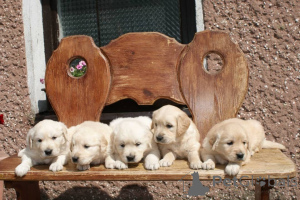 Zdjęcie №2 do zapowiedźy № 160309 na sprzedaż  golden retriever - wkupić się Finlandia prywatne ogłoszenie