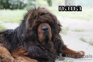 Zdjęcie №1. mastif tybetański - na sprzedaż w Nikolaev | negocjowane | Zapowiedź №9342