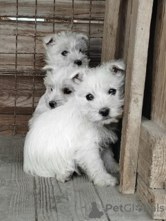 Zdjęcie №1. west highland white terrier - na sprzedaż w Belgrad | Bezpłatny | Zapowiedź №81874