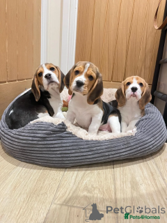 Zdjęcie №2 do zapowiedźy № 166491 na sprzedaż  beagle (rasa psa) - wkupić się Niemcy prywatne ogłoszenie